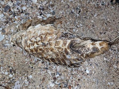 Diodon hystrix