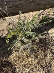 Astragalus trichopodus