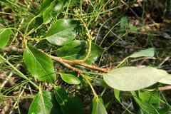 Populus balsamifera balsamifera