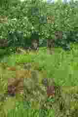 Populus balsamifera balsamifera