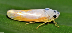 Signoretia