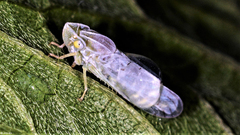 Signoretiinae