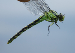 Ophiogomphus obscurus