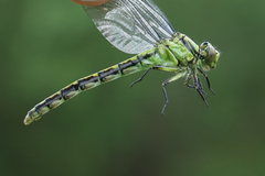 Ophiogomphus obscurus