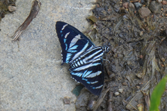 Jemadia sosia