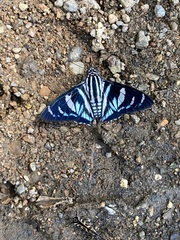 Jemadia sosia
