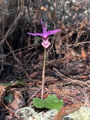 Calypso bulbosa occidentalis