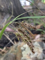 Carex fascicularis