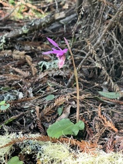 Calypso bulbosa occidentalis