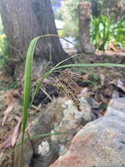 Carex fascicularis