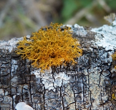 Teloschistes flavicans