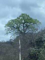 Ceiba trischistandra