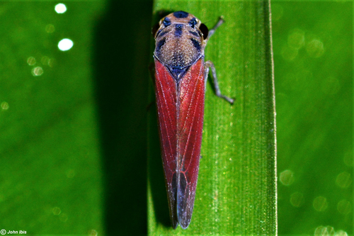 Signoretia rubra in life