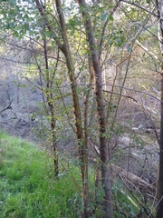 Ceanothus oliganthus