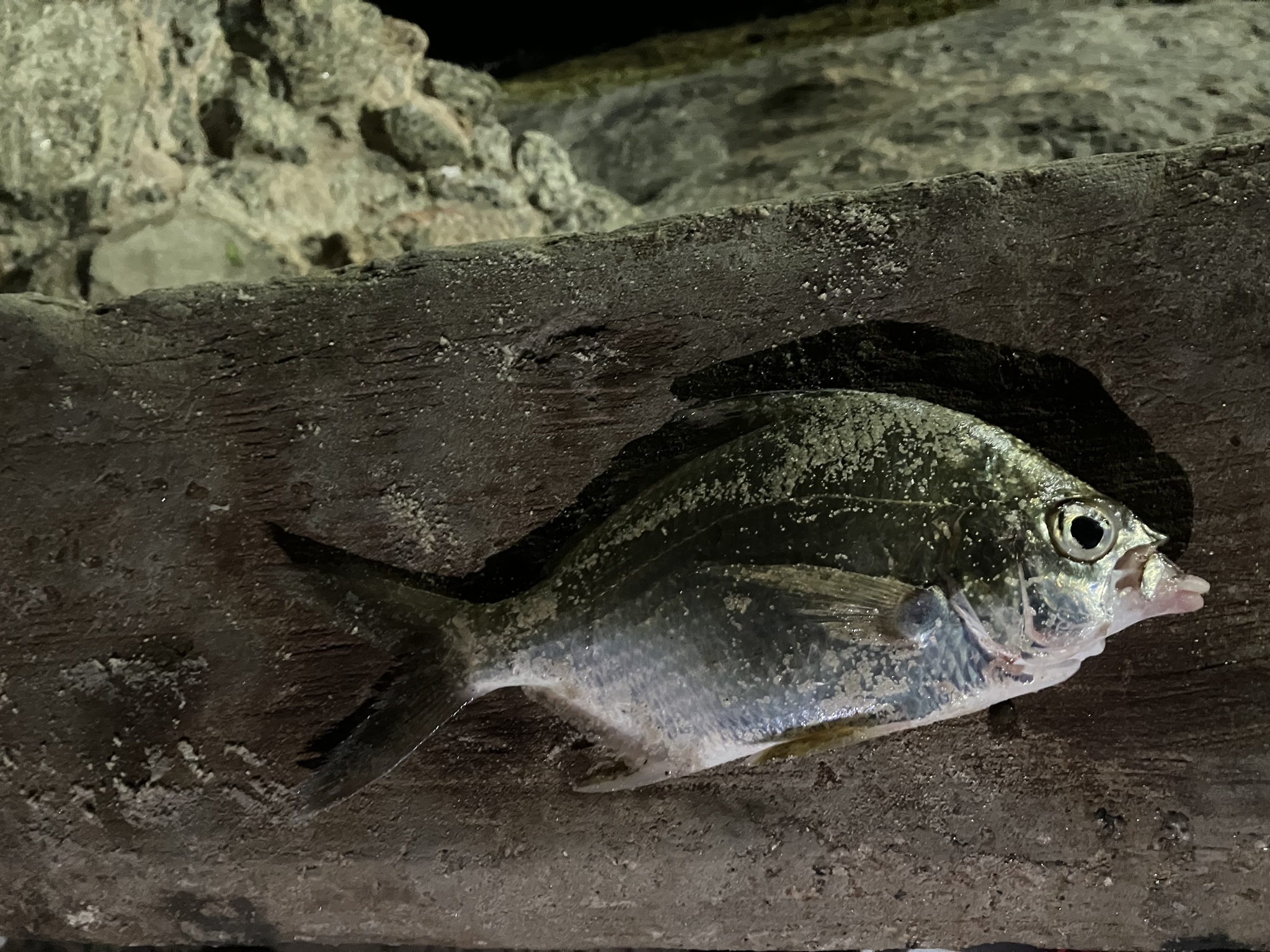 Brazilian Mojarra photo 3