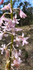 Dipodium pardalinum