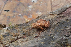 Cophixalus linnaeus