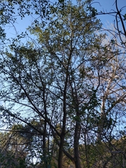 Ceanothus oliganthus