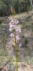 Dipodium pardalinum