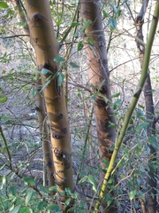 Ceanothus oliganthus