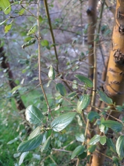 Ceanothus oliganthus
