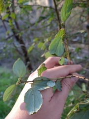 Ceanothus oliganthus