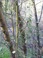 Ceanothus oliganthus