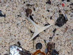 Diodon hystrix