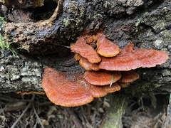 Pycnoporellus