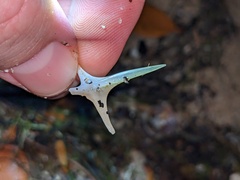 Diodon hystrix