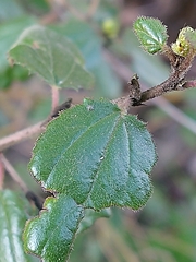 Ceanothus oliganthus