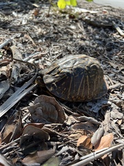Terrapene carolina bauri