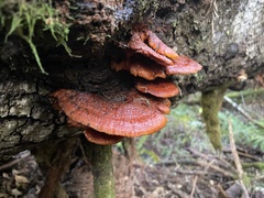 Pycnoporellus