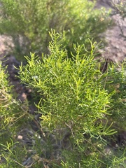 Xylothamia diffusa