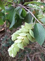 Flemingia strobilifera image