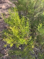 Xylothamia diffusa