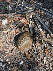 Terrapene carolina bauri