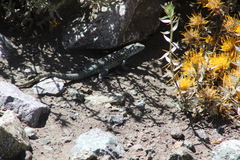 Liolaemus nigroviridis