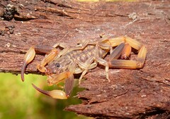 Reddyanus melanodactylus