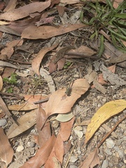 Austrogomphus guerini