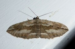 Austrocidaria gobiata