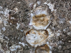 Ostreoidea