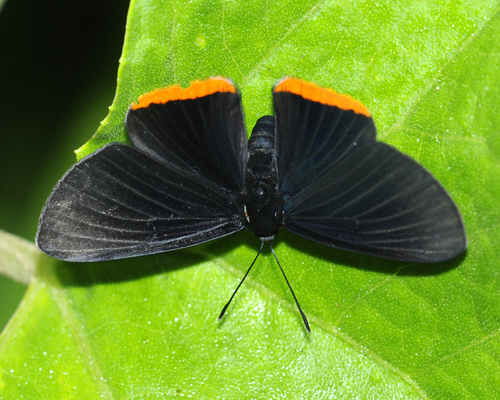 Mariposas ónix