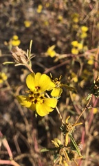 Calycadenia truncata