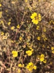 Calycadenia truncata