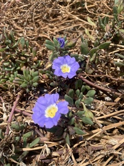 Nolana paradoxa