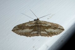 Austrocidaria gobiata