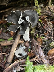 Craterellus calicornucopioides