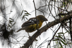 Pheucticus chrysogaster