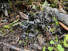 Craterellus calicornucopioides